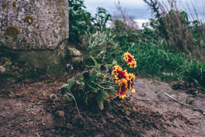 Close-up of flowers growing on plant