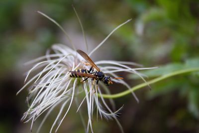 Close-up of hornet on white flower