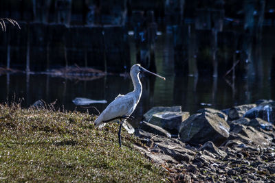 High angle view of gray heron perching on grass by lake