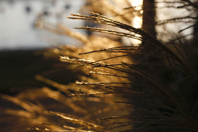 Close-up of grass in water