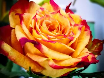 Close-up of rose bouquet