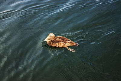 High angle view of duck swimming in lake