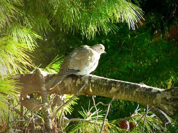 Bird perching on tree