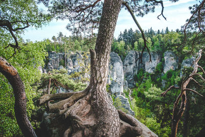 Low angle view of trees in forest
