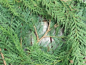 High angle view of fresh green grass