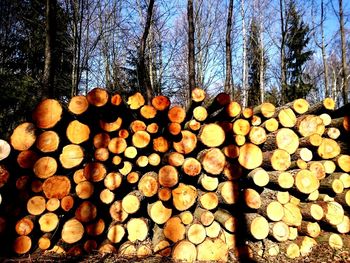 Stack of logs