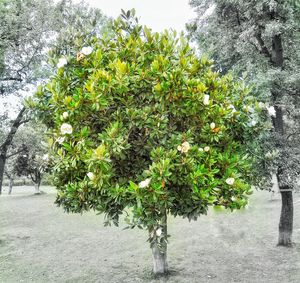 Plants growing on tree