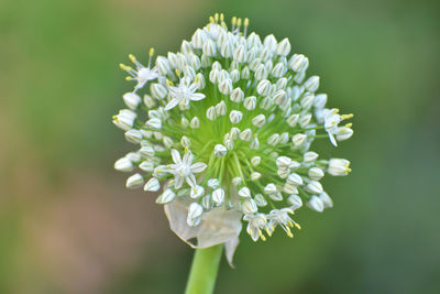 Close-up of onion flower