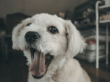 Close-up portrait of dog