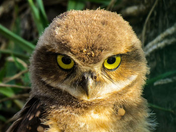 Close-up portrait of a cat