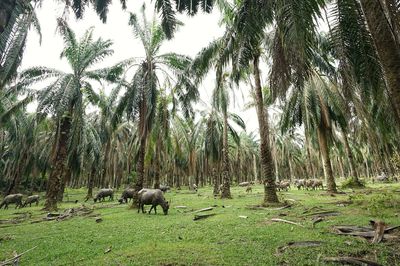 Sheep grazing on field against trees