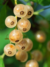 Close-up of fruits hanging on plant