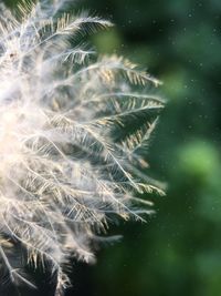 Close-up of plant in sea