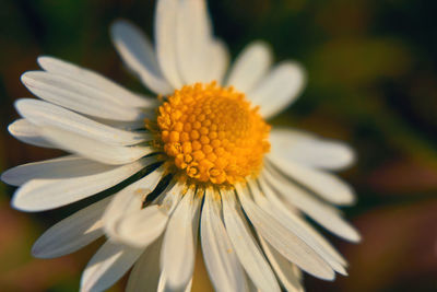 Close-up of white flower