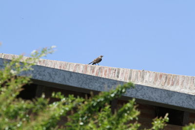 Low angle view of bird perching on roof against clear sky