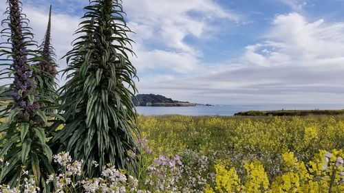 Scenic view of flowering plants on land against sky