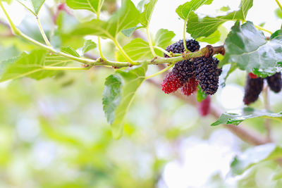 Close-up of berries growing on plant