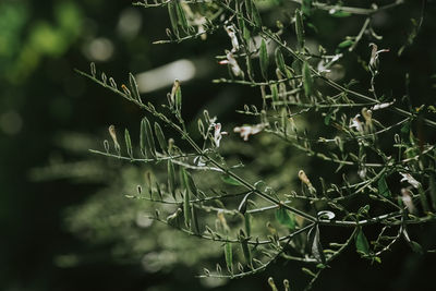 Close-up of flowering plant