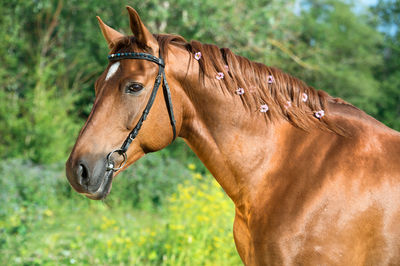 Brown horse standing on field