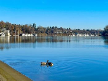 Ducks swimming in lake