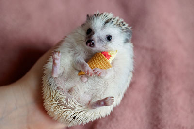 Cute funny hedgehog holds ice cream cone toy in its paws. portrait of pretty curious muzzle 