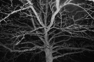 Full frame shot of bare tree