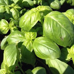 Full frame shot of green leaves