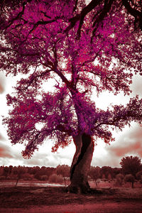 Tree on landscape against sky