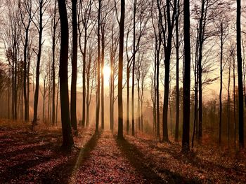 Sunlight streaming through trees in forest