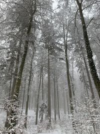 Sunlight streaming through trees in forest during winter