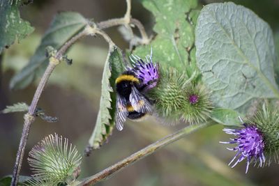 Close-up of bee on purple flower