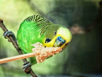 Close-up of parakeet perching on branch