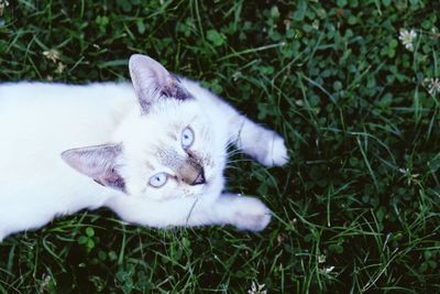 Cat outdoor, cute baby cat portrait