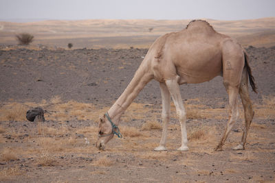 Horse grazing on landscape