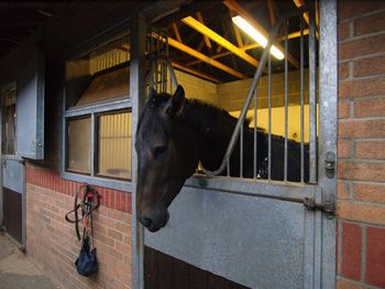 Horse in stable