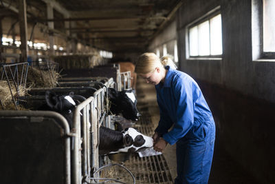 Woman feeding cows in barn