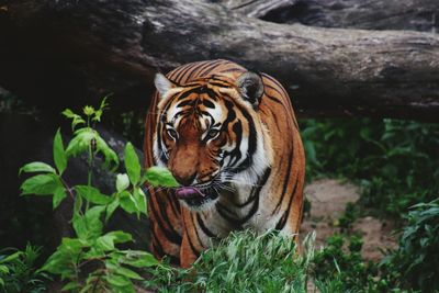 Close-up of tiger against plants