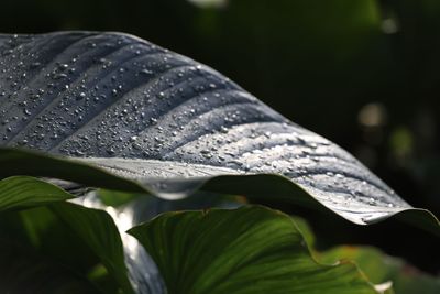 Close-up of raindrops on leaf