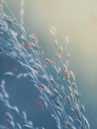 Close-up of flowering plant