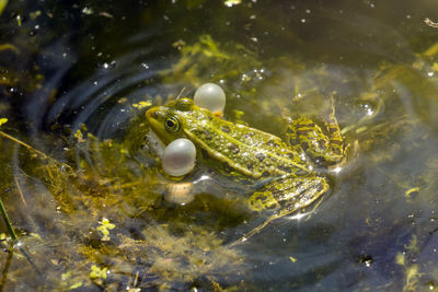 Close-up of frog swimming in sea