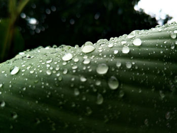 Close-up of water drops on leaf