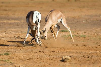 Horse grazing in a field