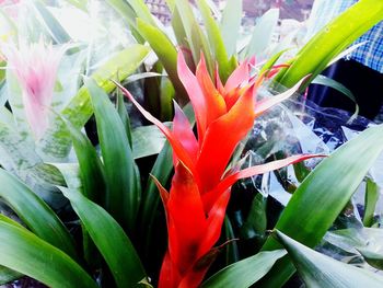 Close-up of flowers blooming outdoors