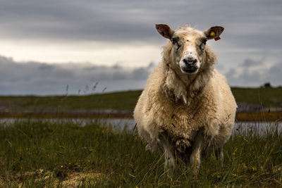 Portrait of sheep standing on field against sky