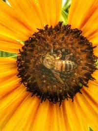 Close-up of fresh sunflower blooming outdoors