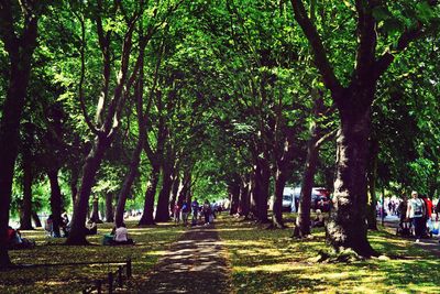 Pathway along trees in park