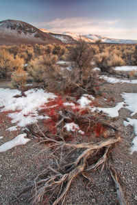 Scenic view of snow field against sky