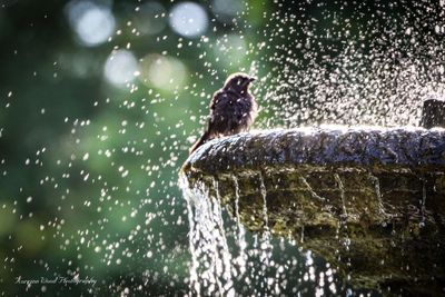 Water splashing in a fountain