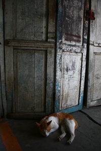 Dog sleeping on door