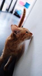 Close-up of a cat looking away